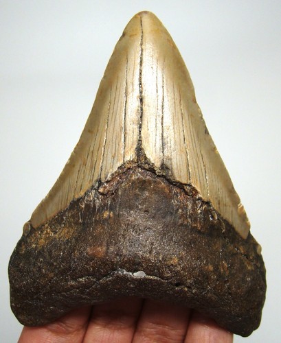 Megalodon shark tooth - megalodon,