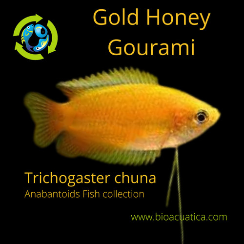 Gold honey dwarf gourami - gold, large