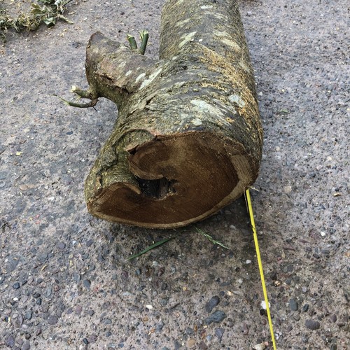 Laburnum wood turning blank - wood,