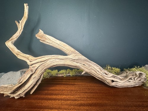 Large manzanita - large,
