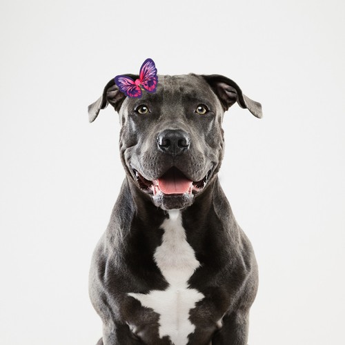 16pcs durable pet - 16pcs,