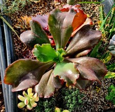 Echeveria Black Pearl large succulent plant 