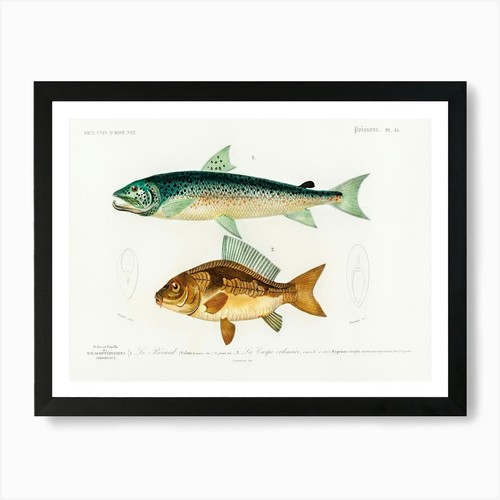 Salmo hamatus and cyprinus - salmo,
