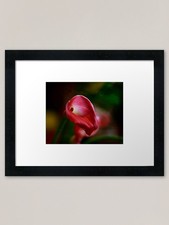 Calla Lily Framed Art Print