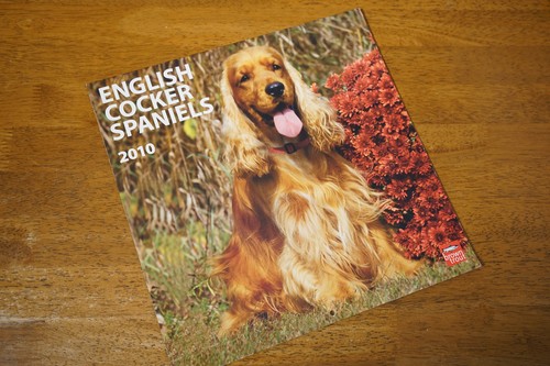 Cocker spaniel wall calendar - cocker,