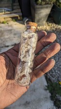 Corn snake skin shed - corn, cork