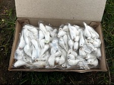 Joblot of  120 white feathered