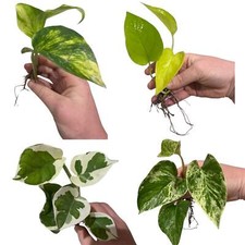 Pothos Cuttings Collection |