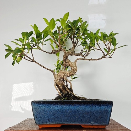 Ficus microcarpa - microcarpa, (banyan