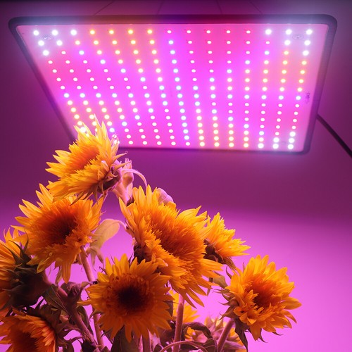 2000w 225 led - led, grow