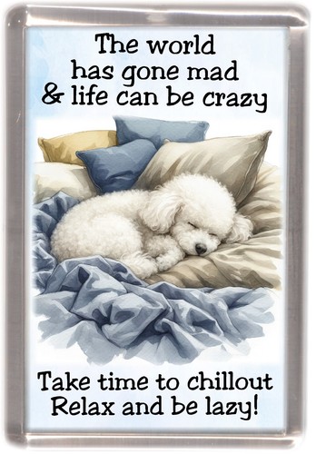 Poodle white dog - dog, fridge