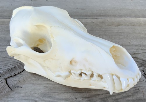 Coyote skull extra - coyote,