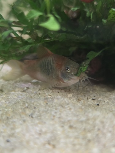 Orange venezuelan corydora - 3,