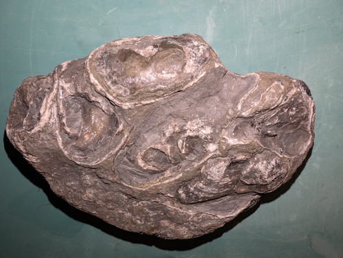 Jurassic bivalve shell fossil - jurassic,