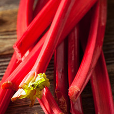 Rhubarb Suttons Seedless | Grow Your Own Ready to Plant Bareroot Vegetable Crown