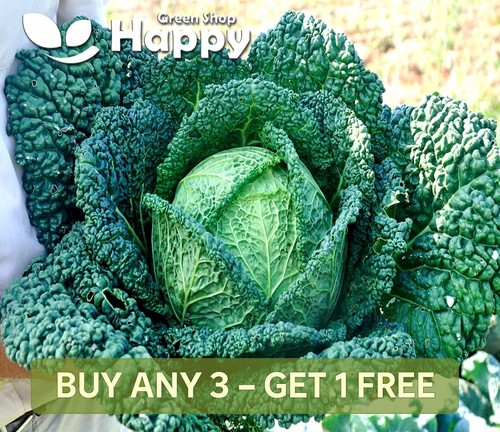 Vegetable seeds cabbage - seeds,