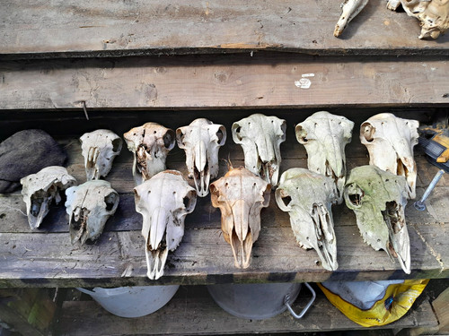 Raimdom pick sheep - raimdom, skull