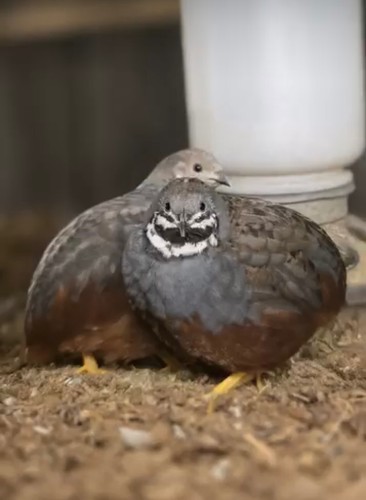 Button quail hatching eggs - 20,