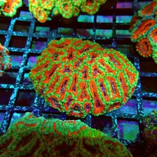 Wysiwyg acan lord coral - wysiwyg,