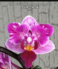 Phalaenopsis Miki Pink Fox Variegate And Peloric Orchid Plant