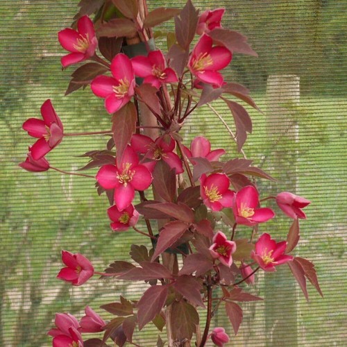 Clematis montana red - clematis,