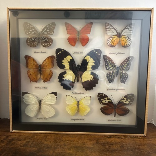 Bits bugs taxidermy - bits,