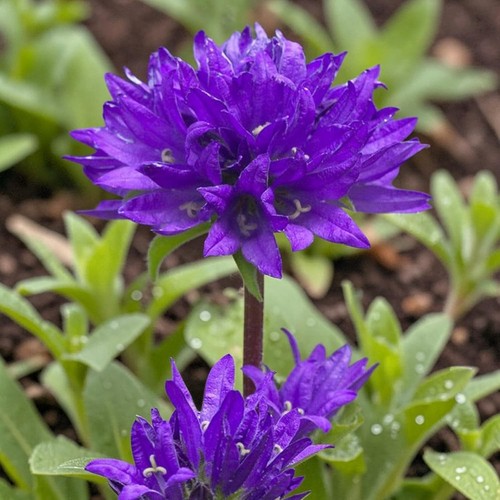 Campanula glomerata superba - glomerata,