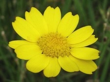 Corn Marigold Seeds, Gloria