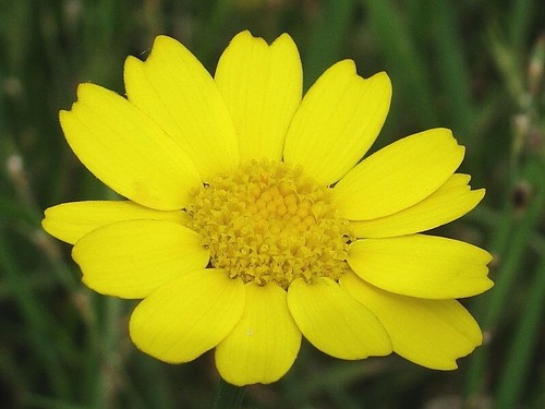 Corn marigold seeds gloria - marigold,