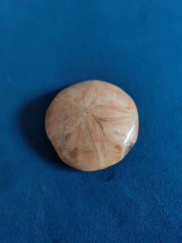 Fossilised sea urchin - fossilised,