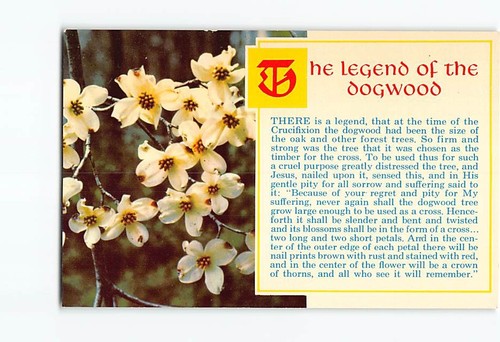 Postcard legend the dogwood - legend, of
