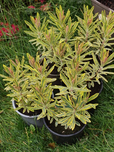 Euphorbia ascot rainbow - ascot, in