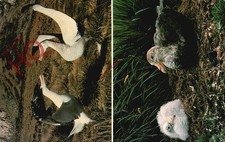 Postcard, British Antarctic Survey, Wandering Albatrosses and Giant Petrel