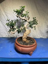  Boxwood  bonsai