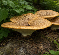 Dryad's Saddle Liquid Culture