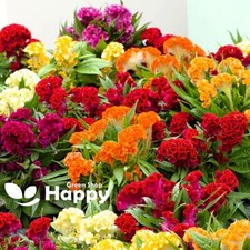 COCKSCOMB DWARF CORAL GARDEN MIX - 600 SEEDS - Celosia Cristata - FLOWER seeds