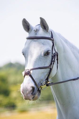 Shires velociti rapida grackle - shires,