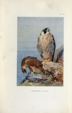 Peregrine Falcon Antique 1925 Bird Art Print By Archibald Thorburn