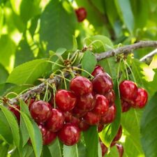 Cherry Stella Tree - British