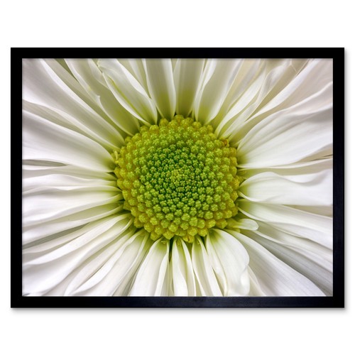 Desousa white chrysanthemum - desousa,