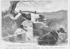 COURSING British Field Sports No. XX The Greyhound - Antique Print 1893