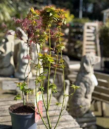 Acer palmatum koto hime dwarf - acer, koto-hime