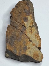 SUPER RARE Dinosaur Fossil with Spider Inclusions! Tric/Edmo/Trex Ref7724