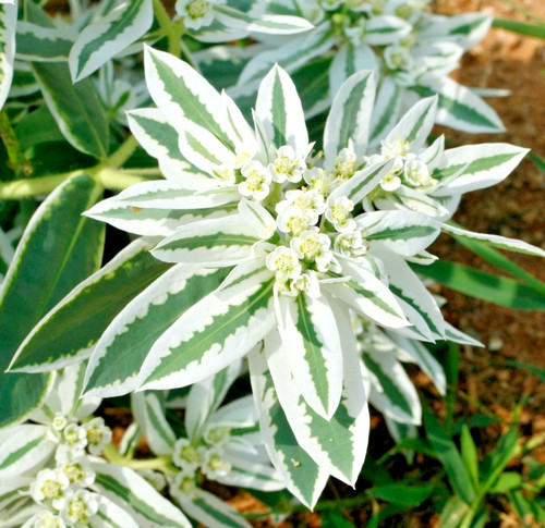 50x euphorbia marginata - 50x,