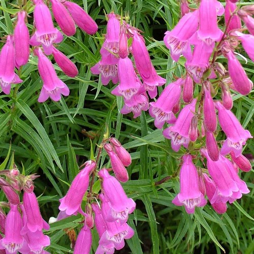 Well established penstemon - 6,