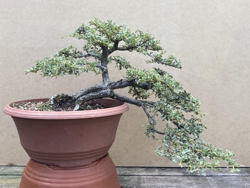 Cotoneaster horizontalis - cotoneaster,