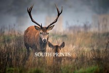 Deer Stag At Bushy Park London