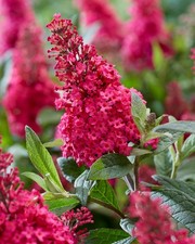 Buddleja Butterfly Candy