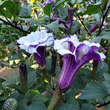 Angel’s trumpet Datura metel Balerina double purple 10 seeds +FREE PLANT LABEL