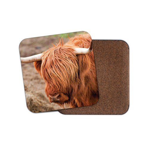 Wild angus scottish cattle - wild,